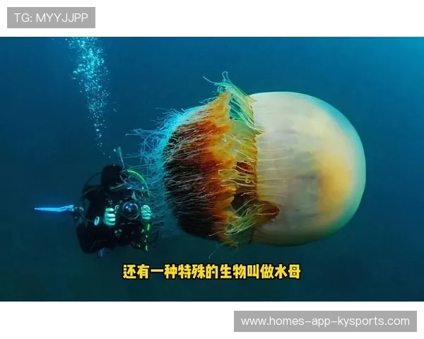 潜水锦标赛：探索深海的神秘世界，潜水比赛哔哩哔哩